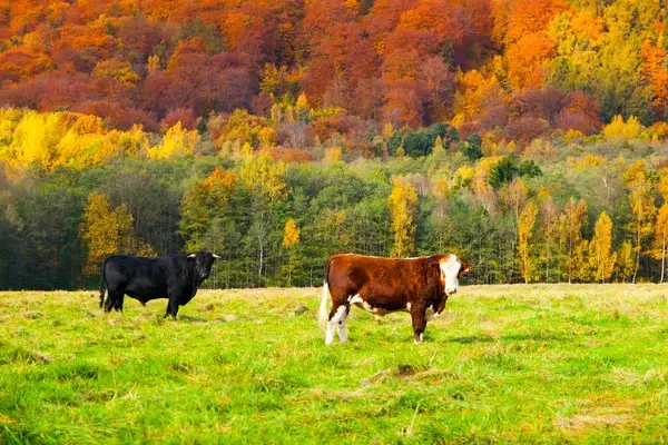 Two cows, one black and one brown with white face, standing in a grassy field with a backdrop of autumn trees in vibrant orange and yellow hues.