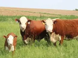 Three cows, including a calf, standing in a green field with a rural landscape and distant fields under a clear sky.