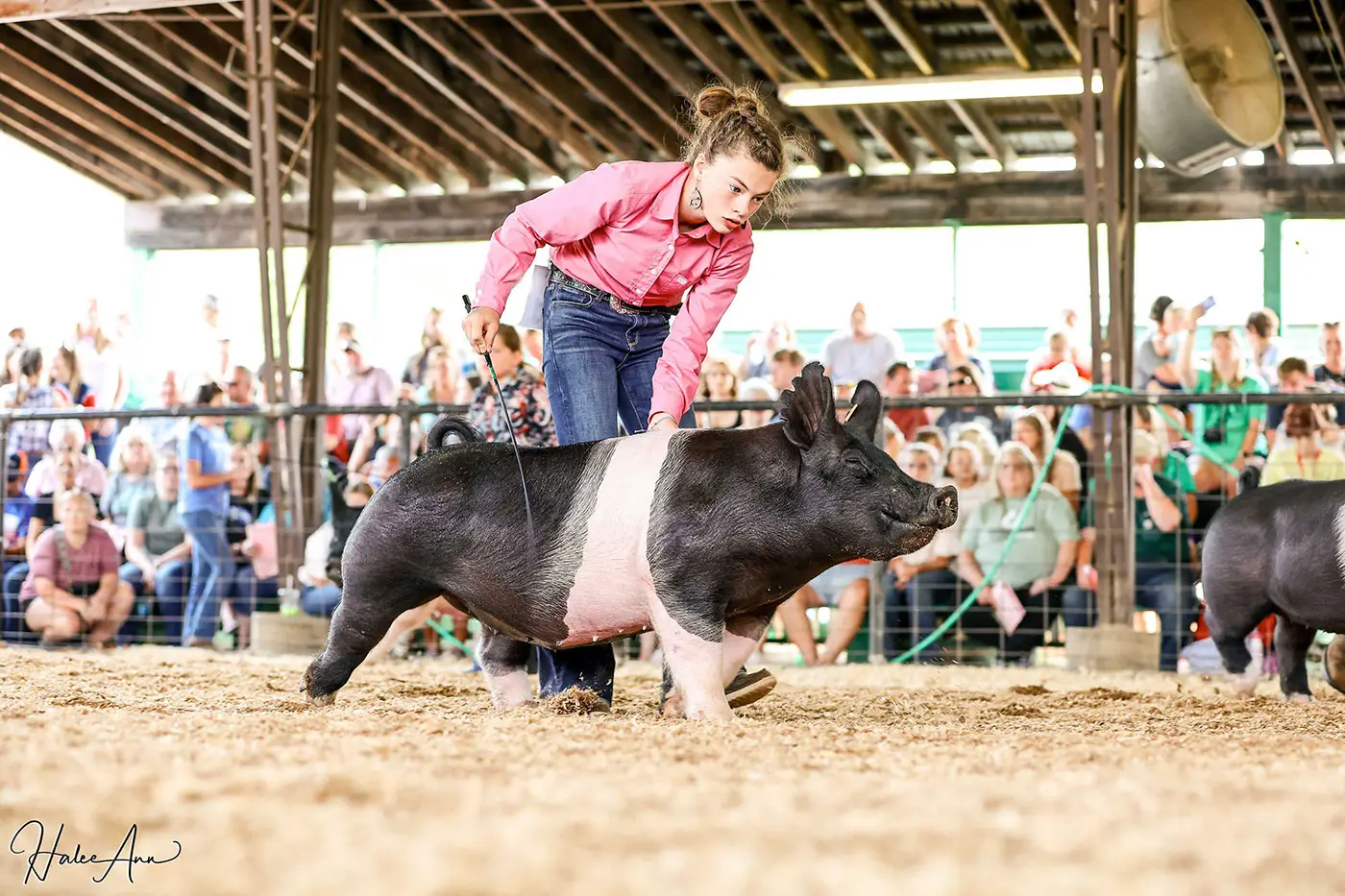 Young exhibitor in pink shirt guiding black and white show pig at Reiterman Feed's Fall Jackpot Pig Show, with cheering crowd in background, fall livestock event.