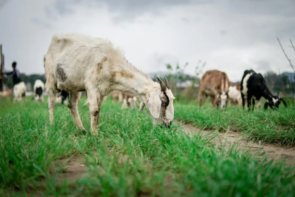 Herd of goats grazing on lush green pasture under a cloudy sky, demonstrating natural browsing behavior for pasture-raised goats in a beginner's guide to raising goats