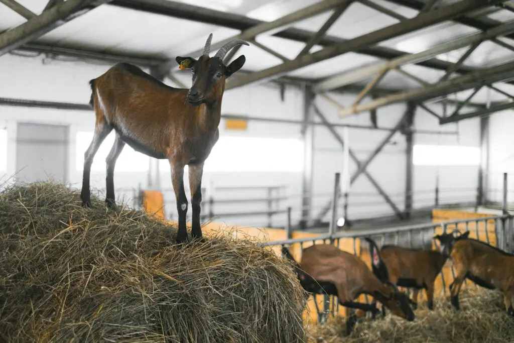 Brown goat standing proudly on a hay bale inside a modern barn shelter, highlighting the importance of dry bedding and elevated structures in goat housing for beginners