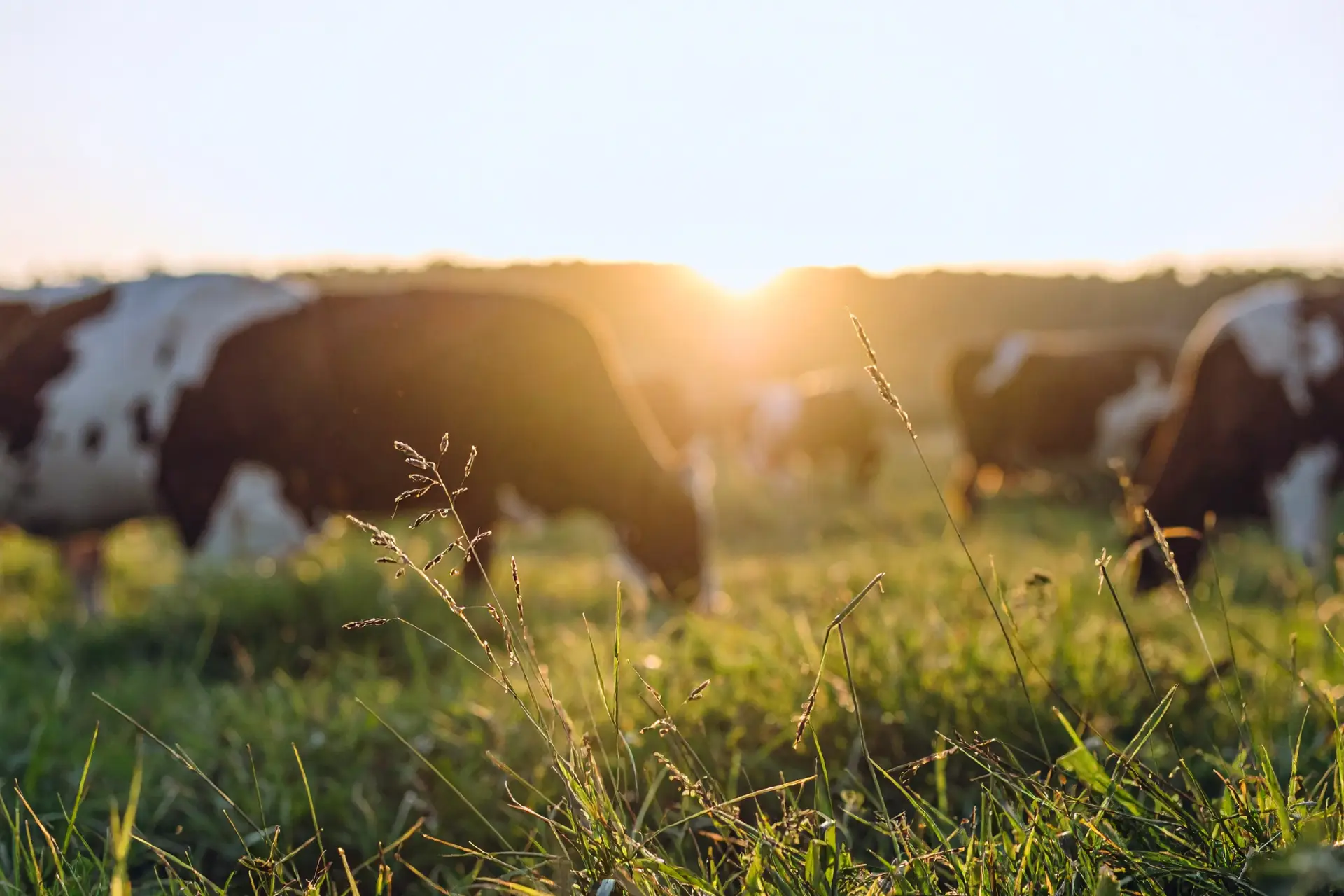 Beef cattle grazing on lush spring pasture in Ohio at sunset, healthy livestock on green forage for optimal nutrition