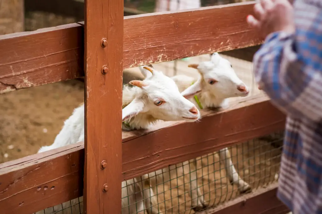 Two young white goats peeking through wooden fence at 4H fair exhibit, curious kids feeding them in barn setting