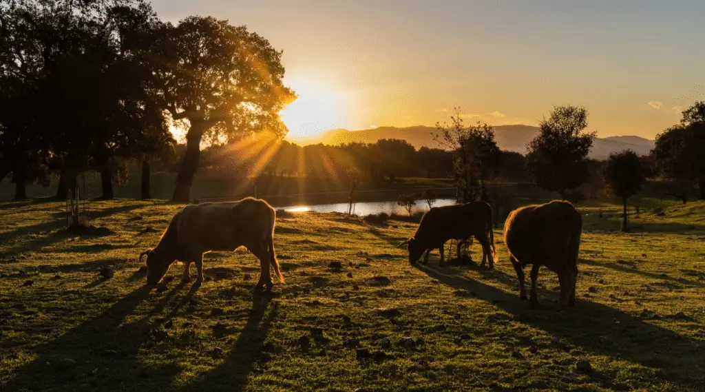 Cattle grazing in a lush field at sunset, preparing for fall with autumn trees and mountains in the background, ideal for livestock care tips.