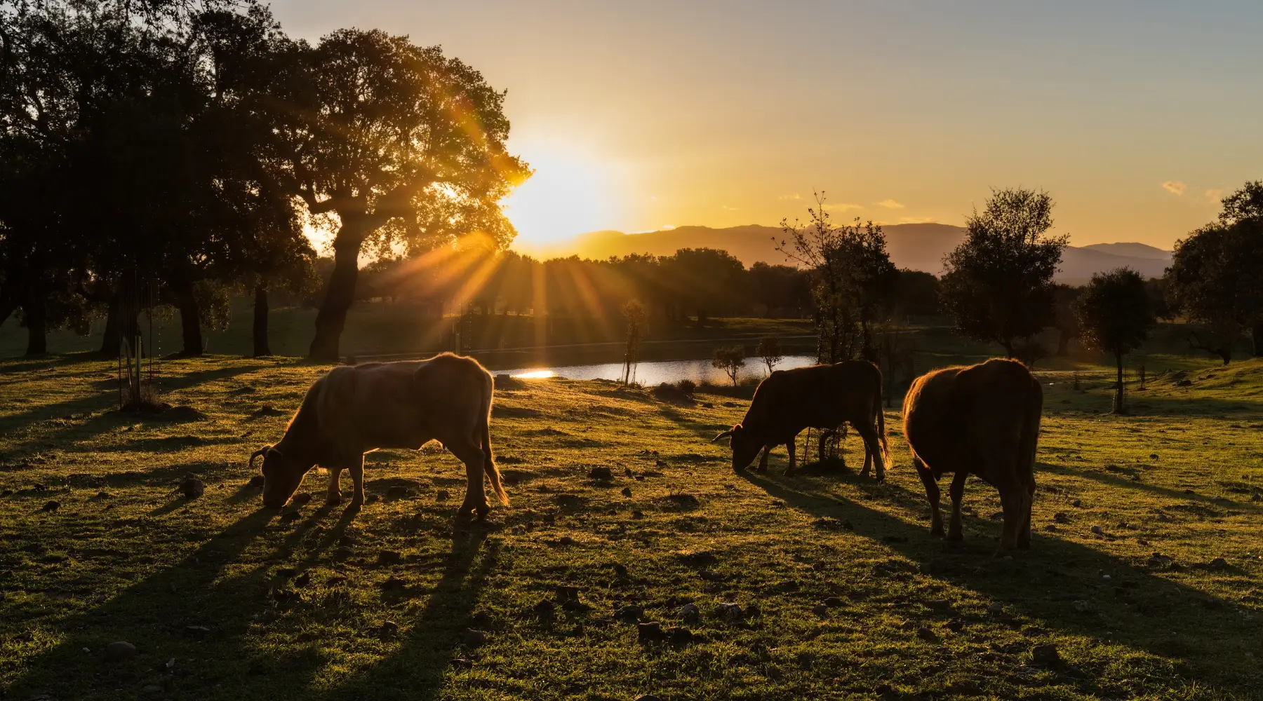 Cattle grazing in a lush field at sunset, preparing for fall with autumn trees and mountains in the background, ideal for livestock care tips.