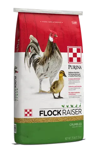 Purina Flock Strong 18% Layer Crumbles feed for Madison County poultry at Reiterman Feed & Supply