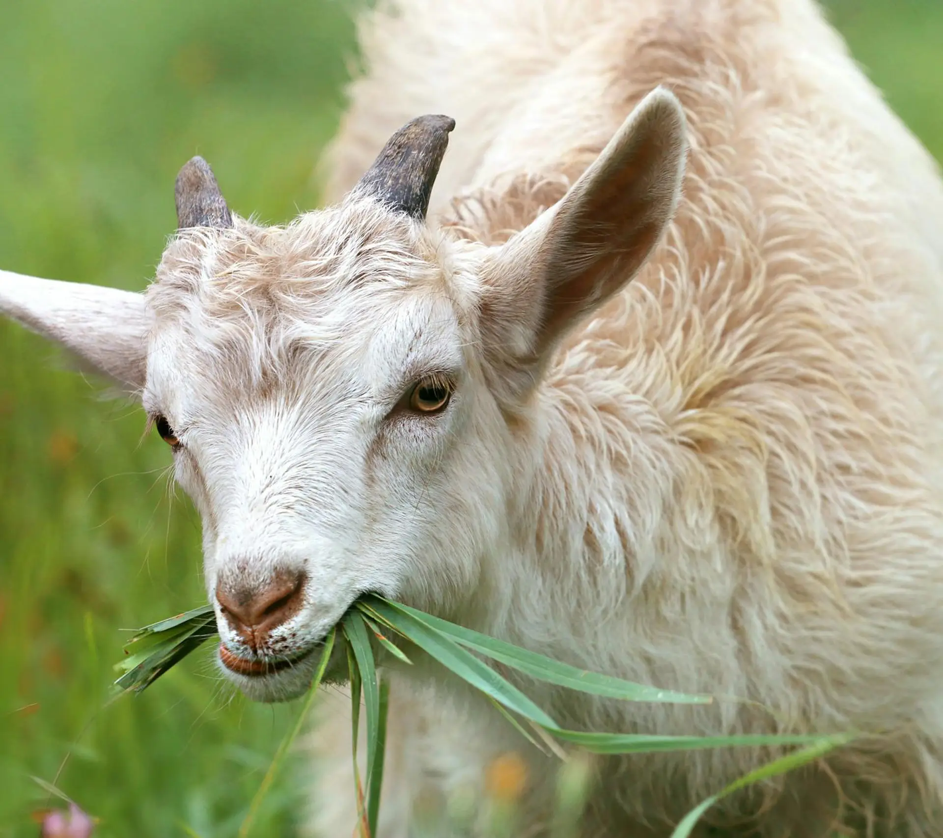 Close-up of a healthy goat browsing on fresh green grass in a pasture, illustrating natural feeding habits for beginner goat owners