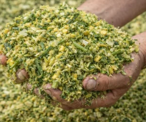 Farmer holding a handful of fresh wet corn silage, chopped green forage with corn kernels and plant material for livestock feed