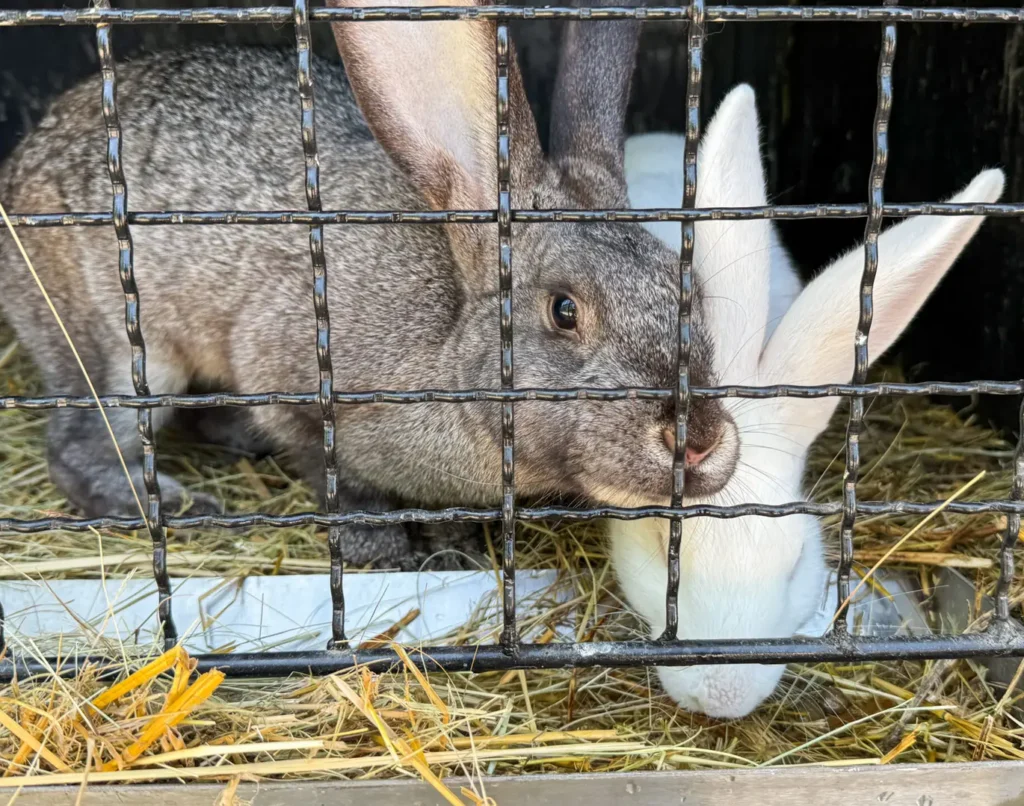 Gray and white rabbits peeking through wire cage bars at a 4H or county fair rabbit show, with hay bedding and metal enclosure