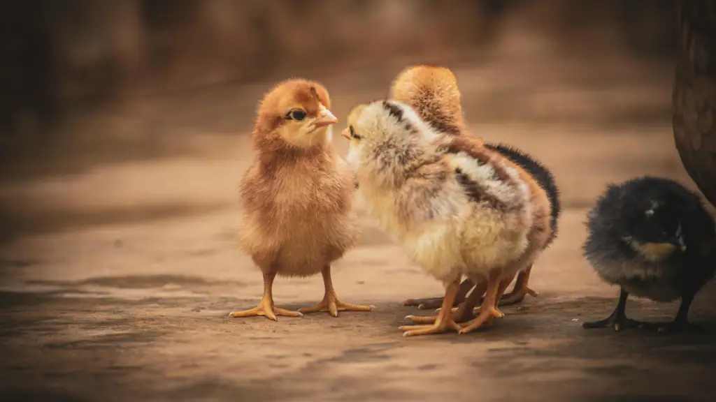 cute fluffy baby chicks and ducklings together on the ground