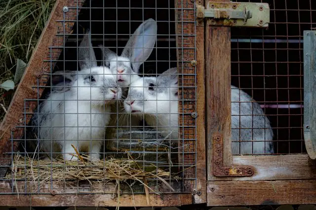 4-H rabbits in a secure wire hutch with hay for proper care