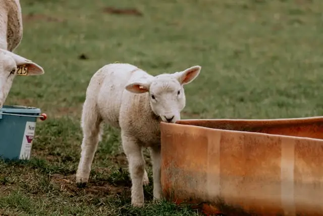 4-H lamb at water trough for healthy feeding routine