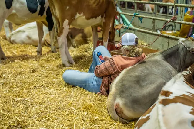 4-H member spending time with her cows during livestock project preparation