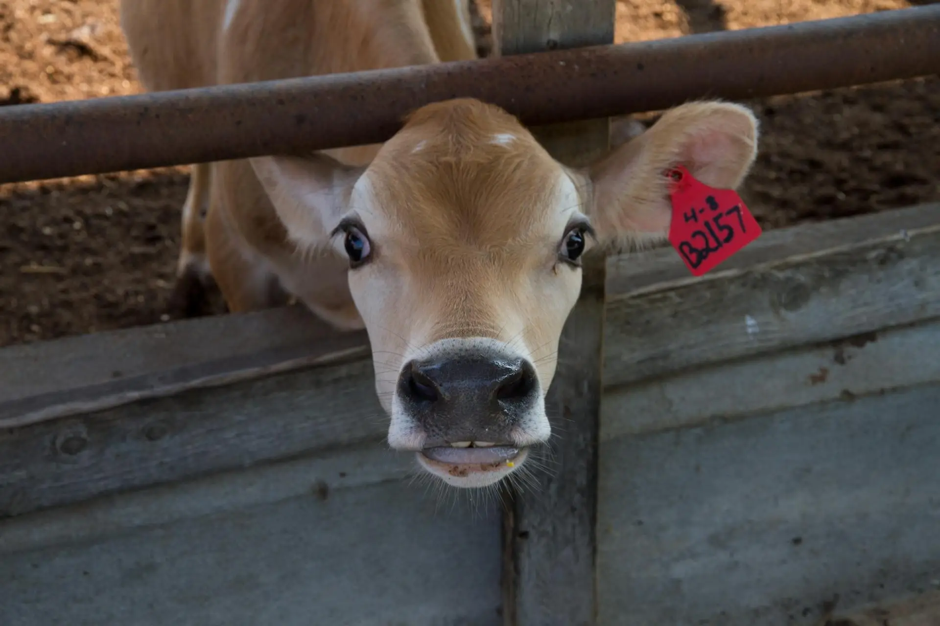4-H calf in a pen ready for livestock project training and show preparation
