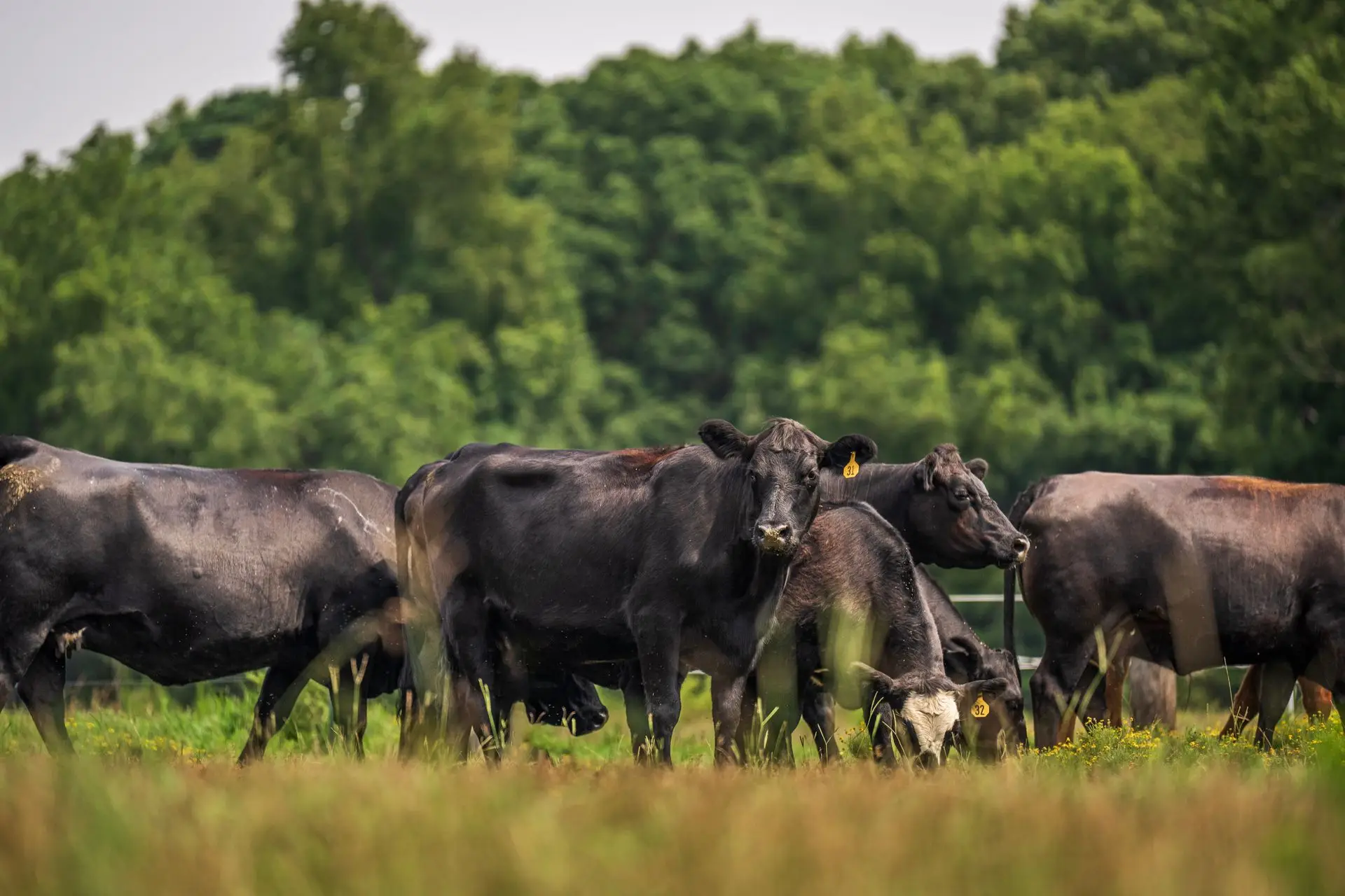 Black Angus beef cattle grazing on lush green pasture in Ohio