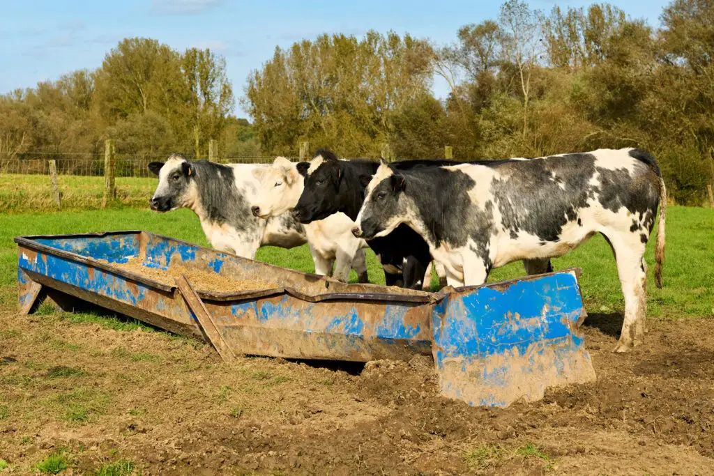 Cattle standing around an old dirty and rusty mineral feeder in pasture - common mistake in mineral management