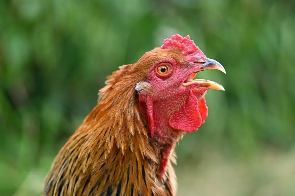 Rooster with open beak panting outdoors
