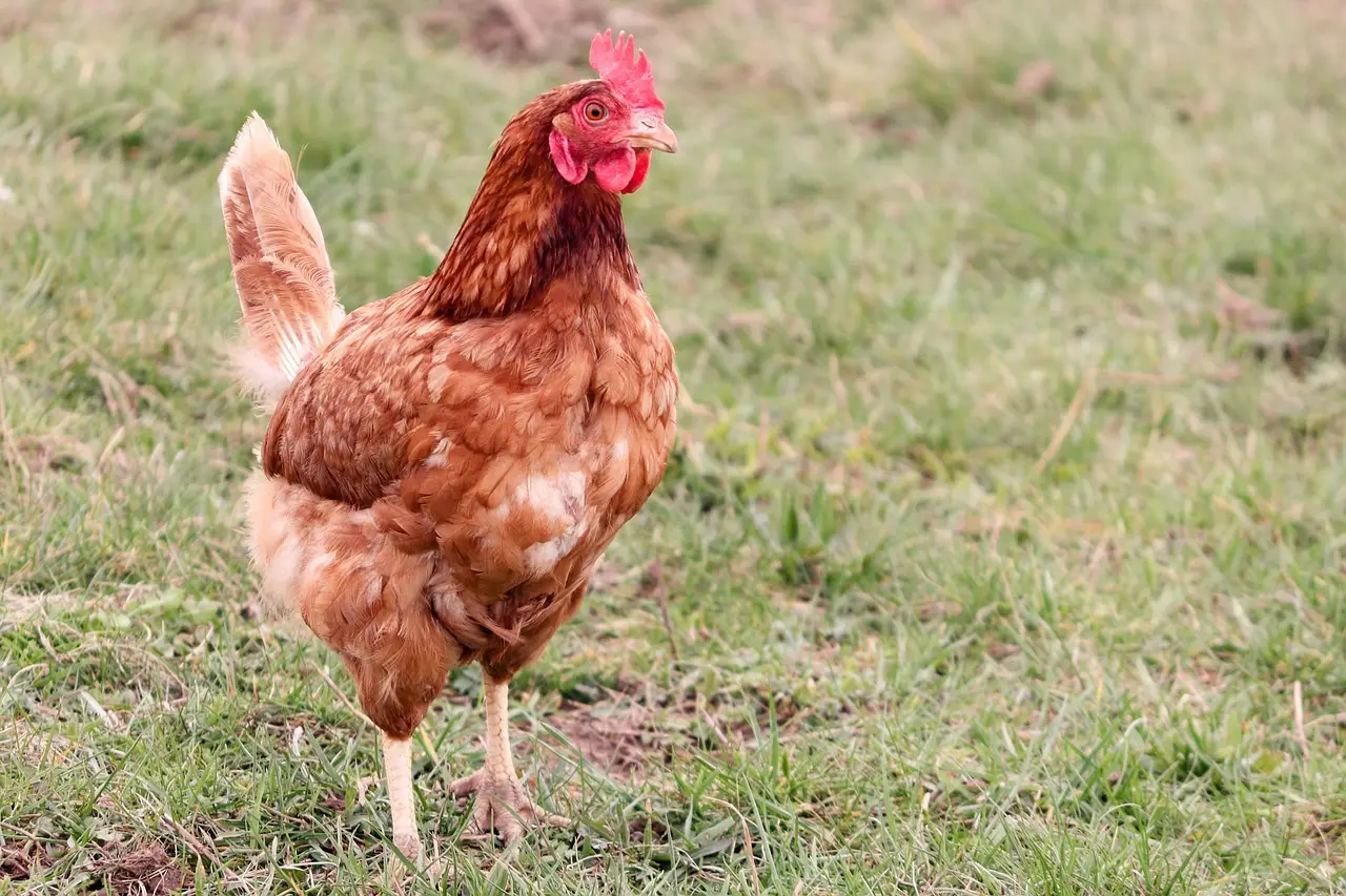 Brown hen standing in green grass on a sunny day