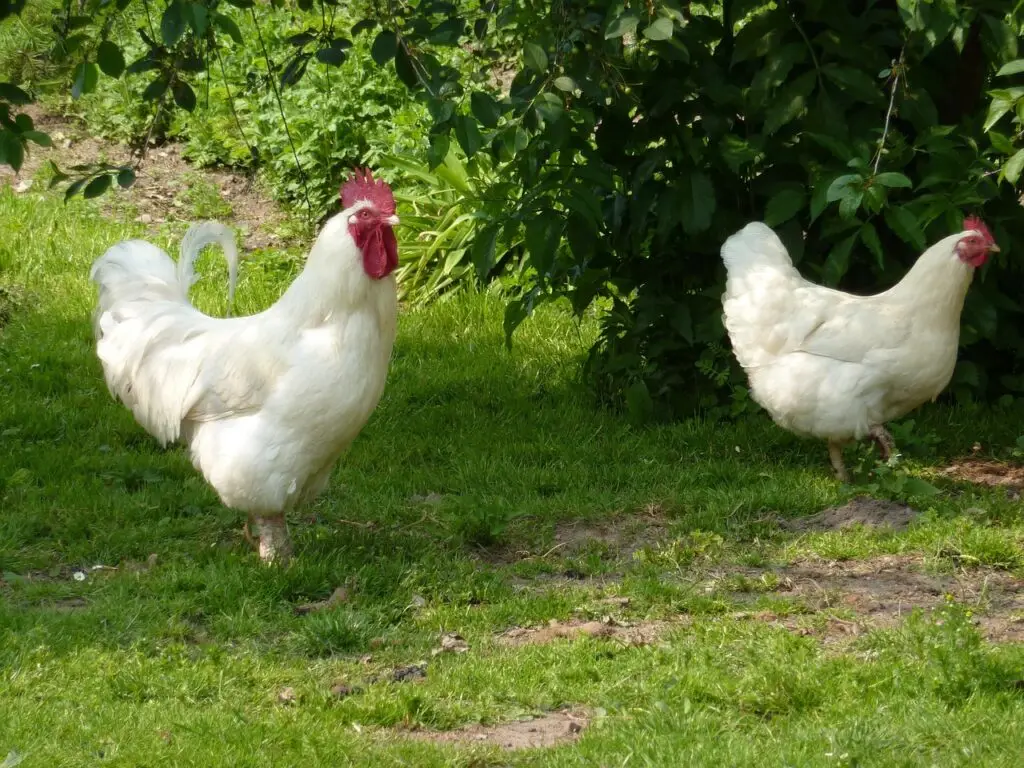 Healthy backyard chickens in summer
