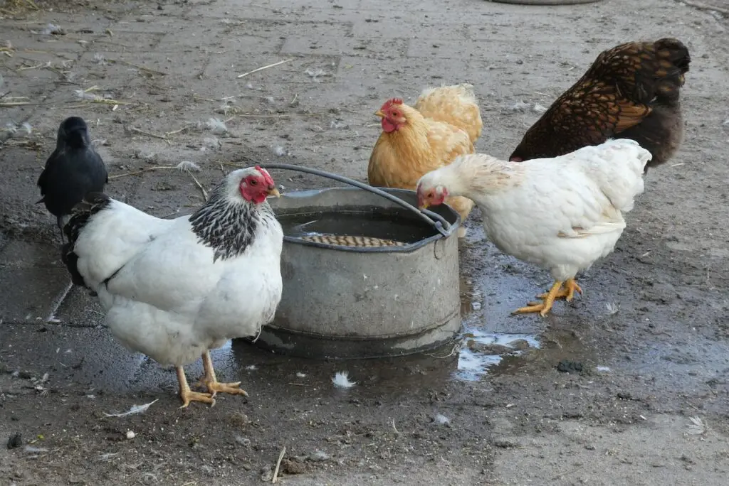 hickens drinking cool water from a trough to beat heat stress