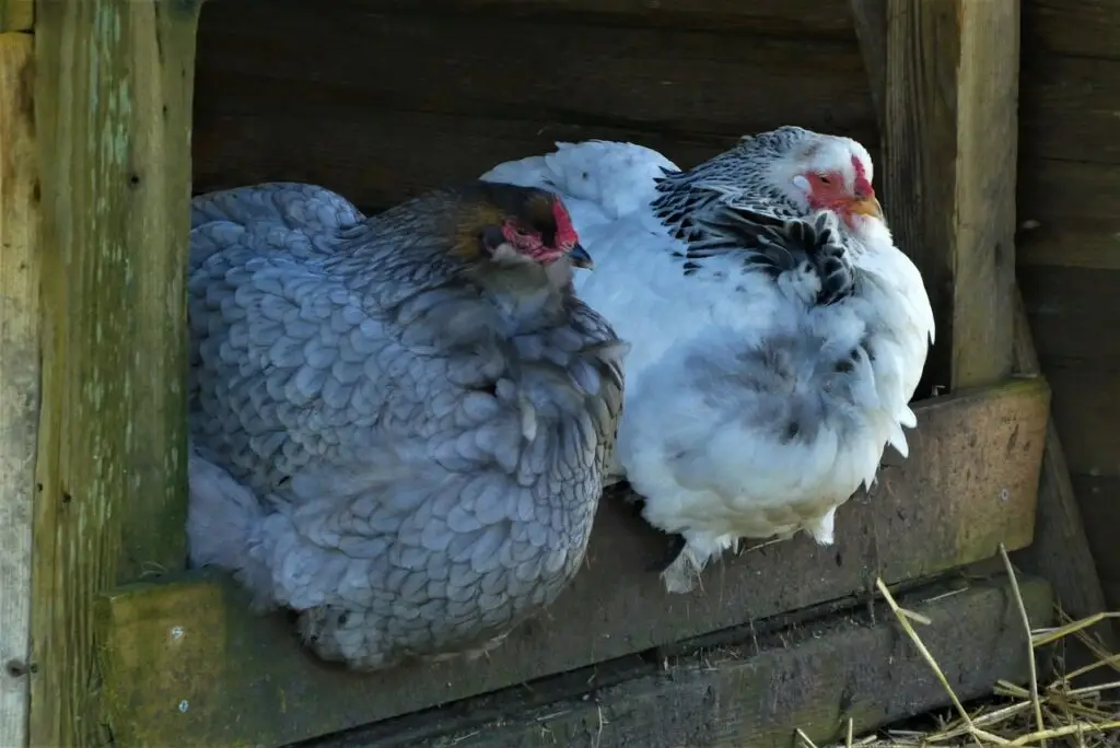 : Two chickens resting in a coop during hot weather