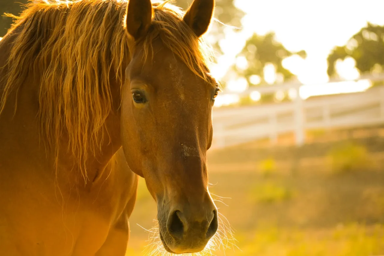 Chestnut horse in hot summer sunlight – managing horses in hot weather