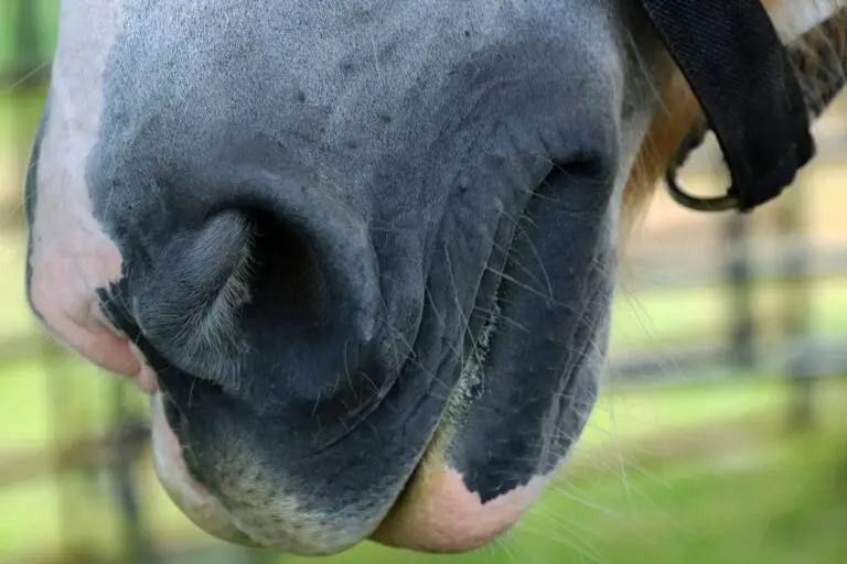 Close-up of a horse with flared nostrils – a common sign of heat stress