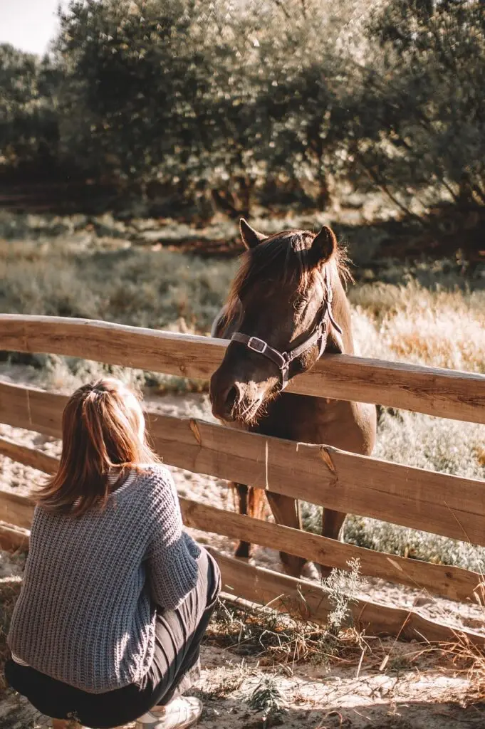 Horse and owner on a sunny summer day while managing heat stress