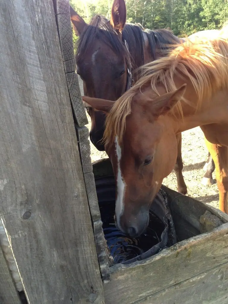 Horses drinking cool water from a trough on a hot summer day