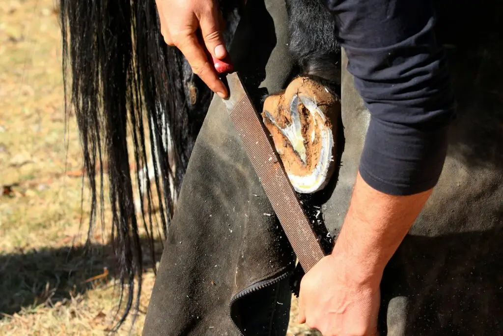 Farrier filing a horse’s hoof during fall hoof care