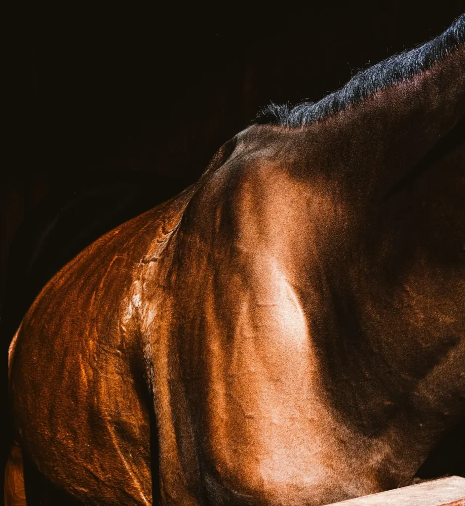 Close-up of a horse’s body condition and muscling in the fall