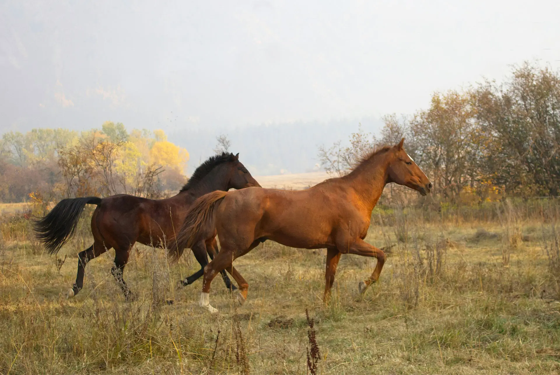 Two horses running through a fall field as temperatures cool