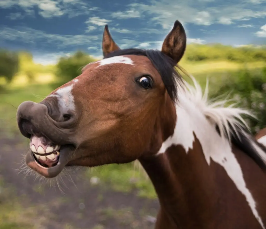 Horse showing its teeth – highlighting the importance of fall dental care