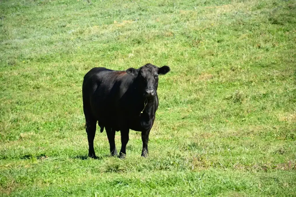 Black Angus beef cow standing in side profile on pasture for fall body condition scoring