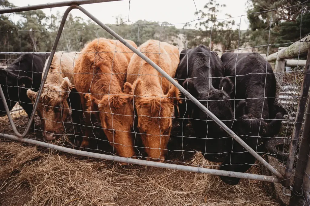 Angus and red beef cattle eating hay through a gate with wasted hay trampled on the ground