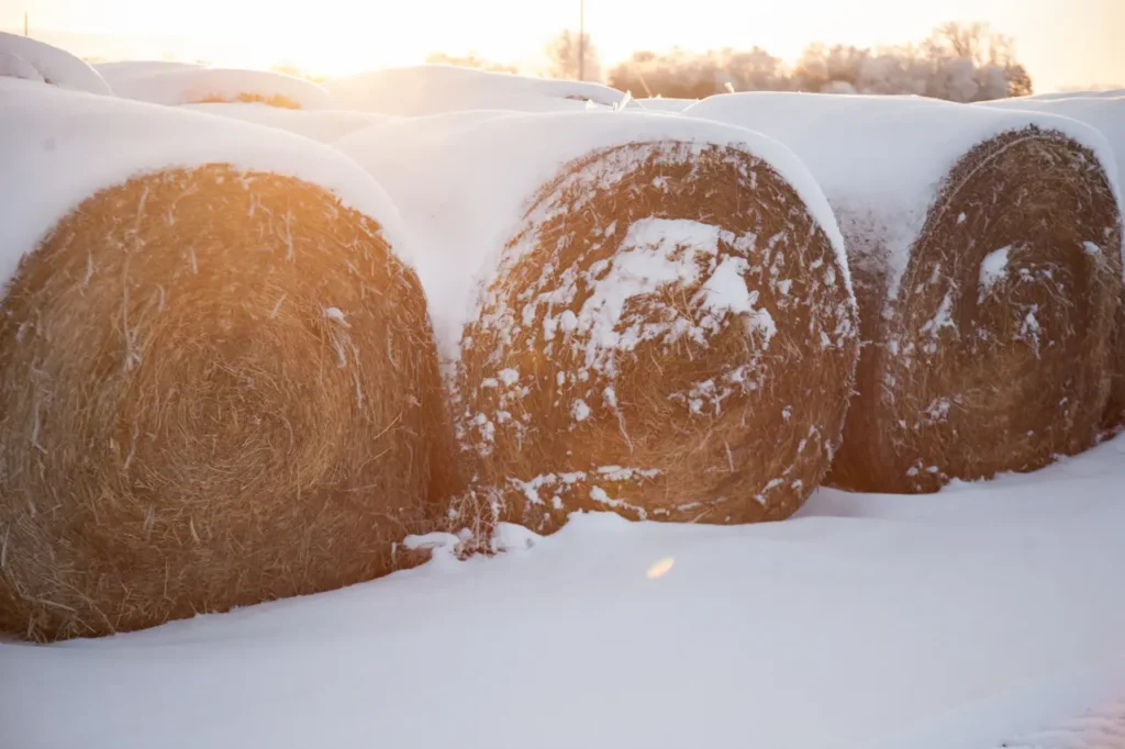 Net-wrapped round hay bales covered in snow, stored for winter beef cattle feeding