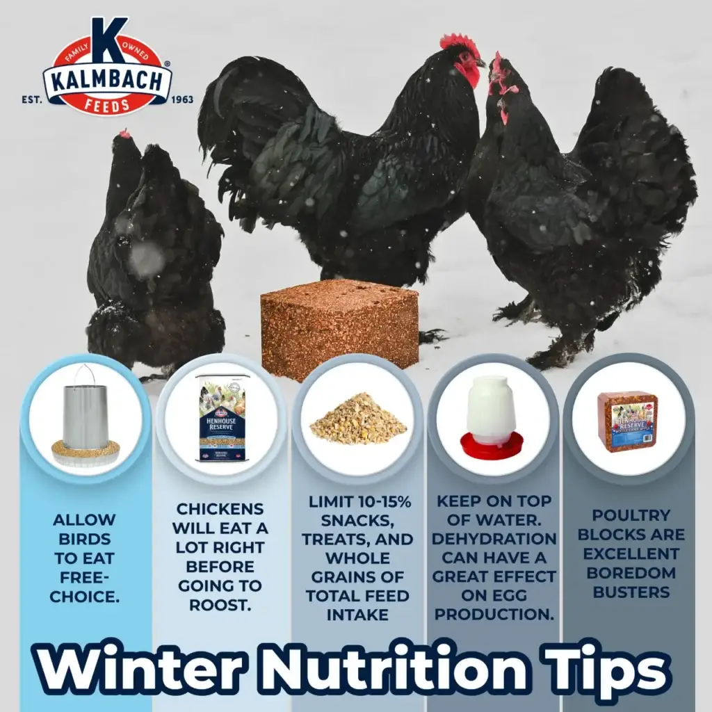 Winter nutritional tips for keeping chickens