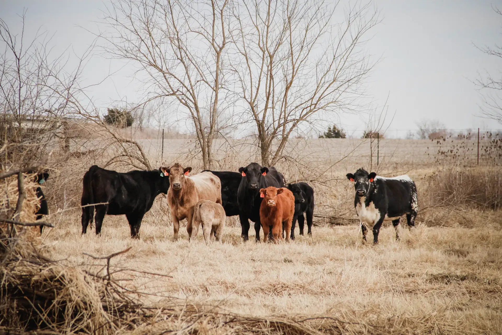 Angus and black baldy beef cattle on dormant fall pasture ahead of winter feeding